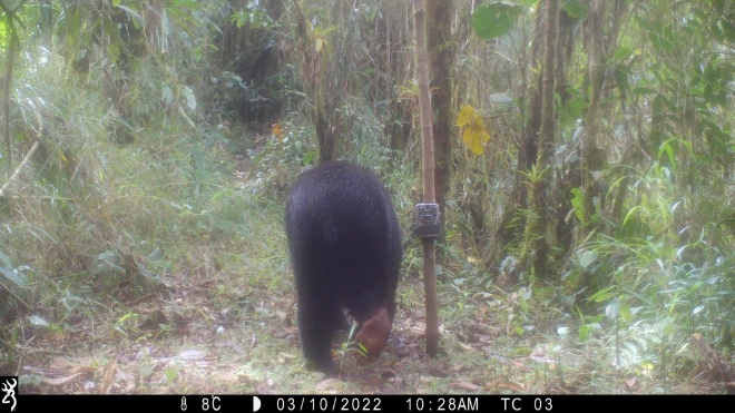 Spectacled bear on camera trap