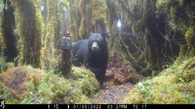 Andean bear (Tremarctos ornatus)