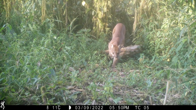 Puma on camera trap