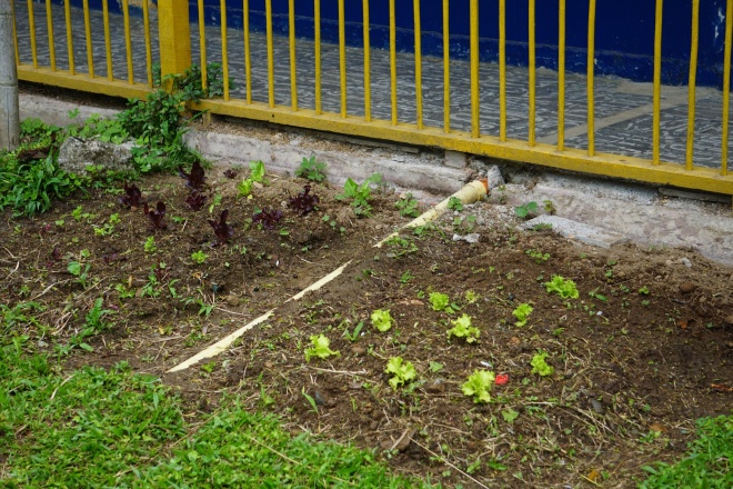 A garden created with the children