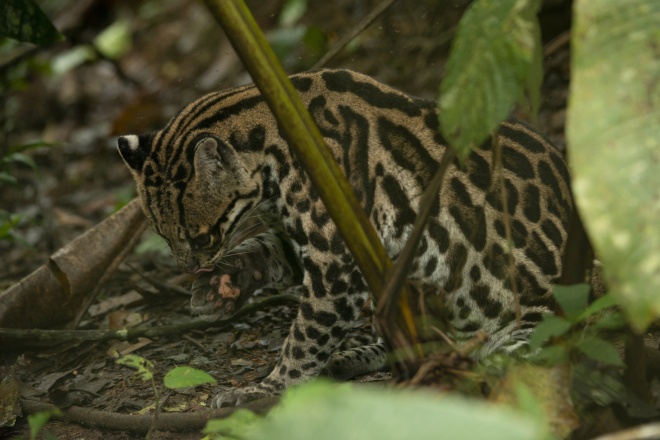 0188378 ocelot Leopardus pardalis