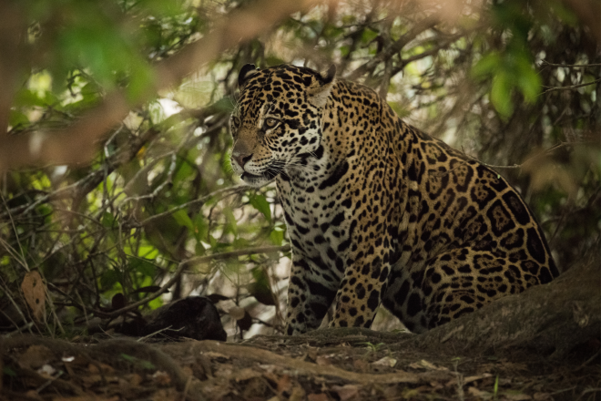 Jaguar Canva copy