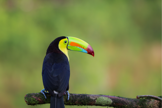 Keel-billed toucan