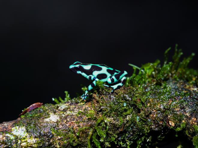 The endemic green poison dart frog