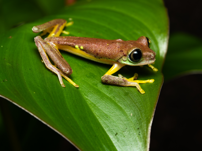 Critically Endangered lemur leaf frog