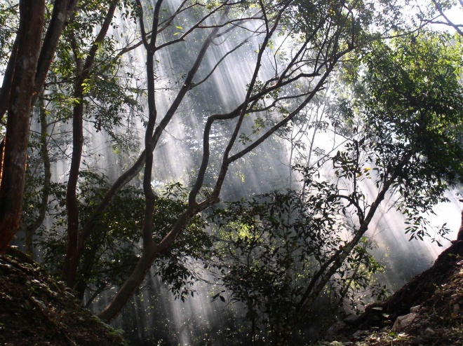 Sun through the rainforest