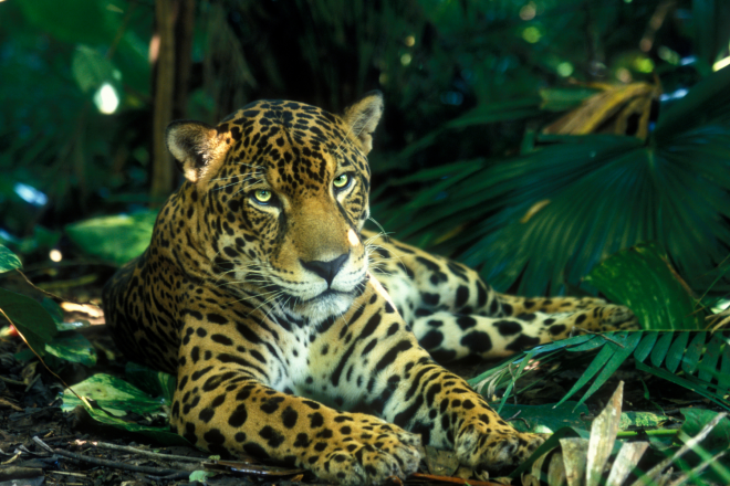 Jaguar2 Canva