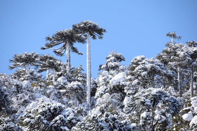 Img 3584 Araucaria Trees Araucaria Araucana Covered In Fresh Snow With Blue Sky Nr