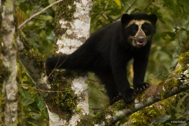 Andean bear cub, Pete Oxford