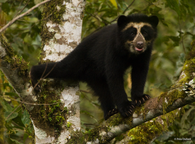 Andean Bear Pete Oxford copy