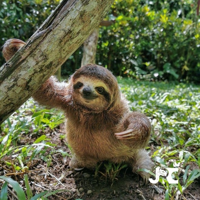 Brown-throated sloth