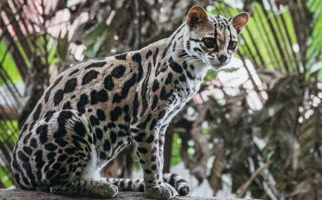 A young ocelot at the JRC