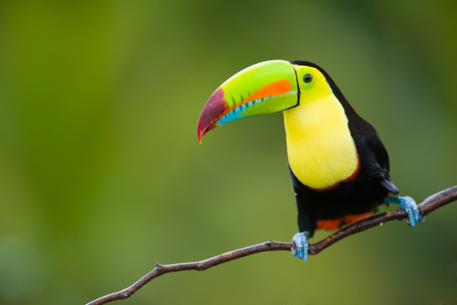 Keel-billed toucan