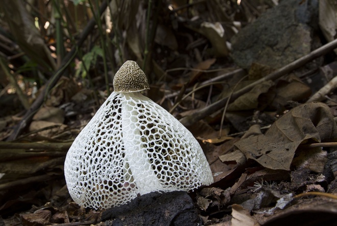 Bridal veil stinkhorn (Phallus indusiatus)