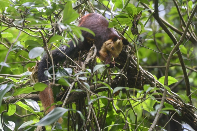 Malabar giant squirrel