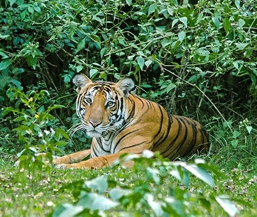Kabini Tiger 3494