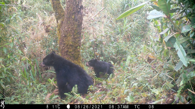 Spectacled bears mother and juvenile