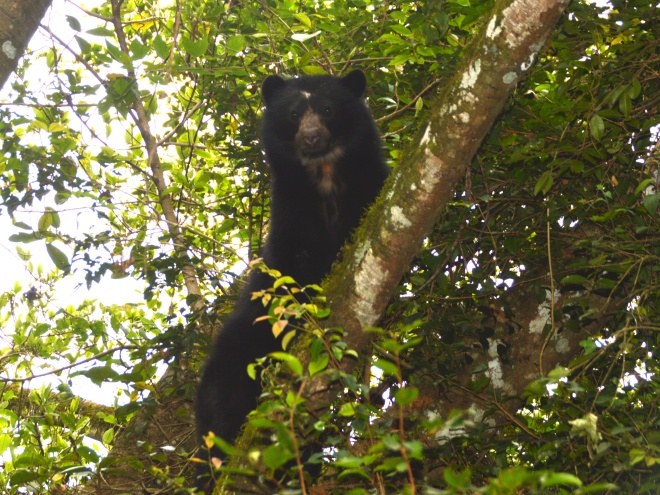 RC Andean Bear Tashkin small