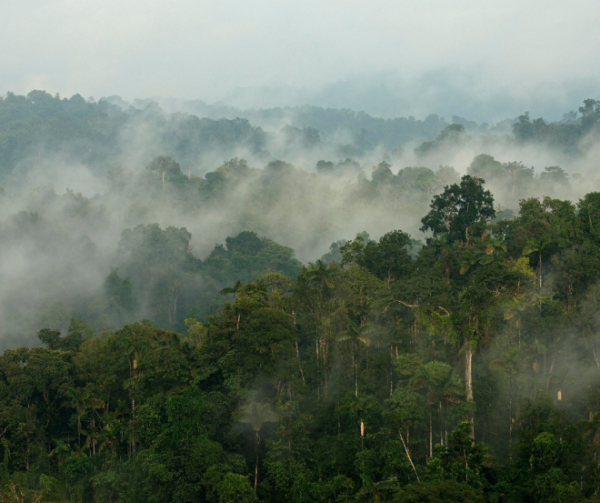 Cloud forest