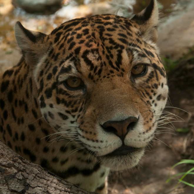 Jaguar Murraycooper