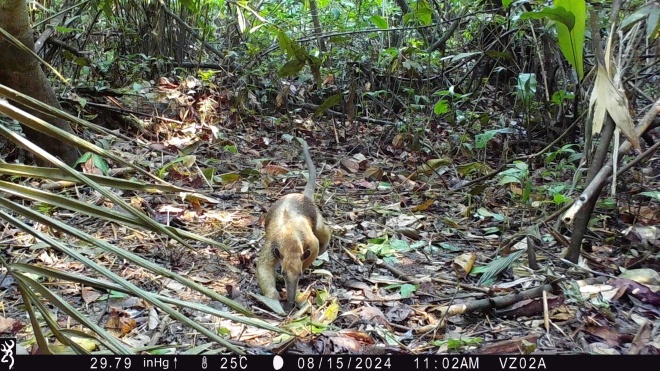 Tamandua caught on camera trap, Xavier Tobin