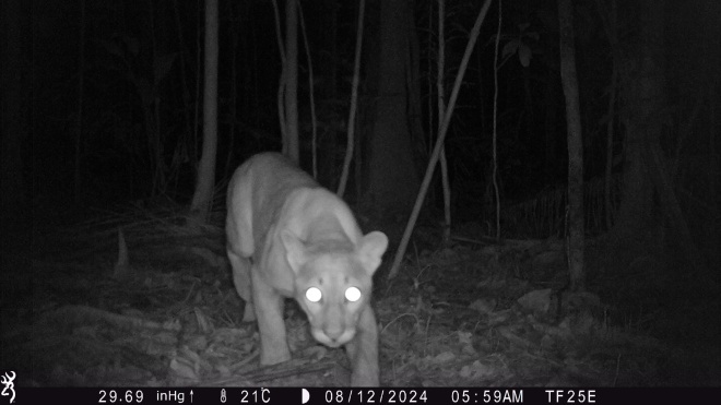 Puma caught on camera trap, Xavier Tobin