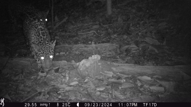 Jaguars caught on camera trap, Xavier Tobin