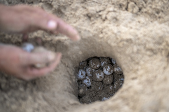 Turtle eggs