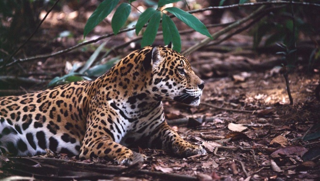 Jaguar Peteoxford