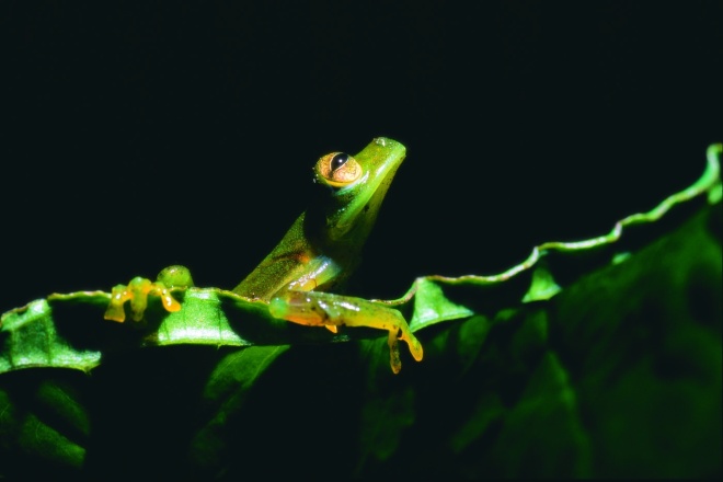 Glass Frog