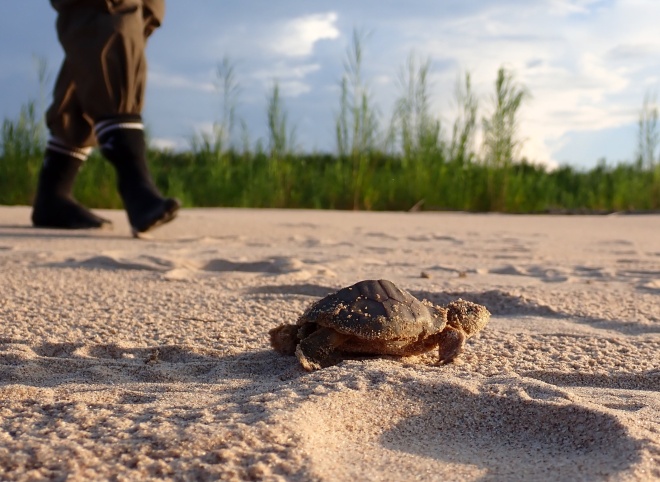 Juruá hatchling conservationist
