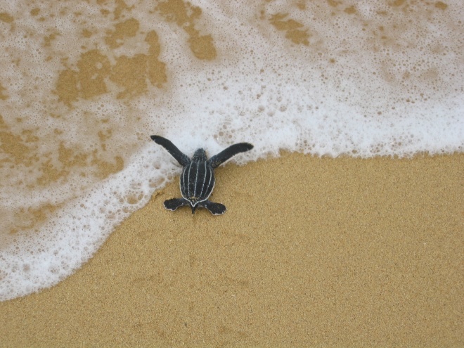 Tortuguita En Playa Larga